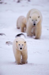 Polar Bear female with two cubs, Canada