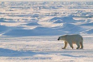 Polar bear, Spitsbergen, Norway