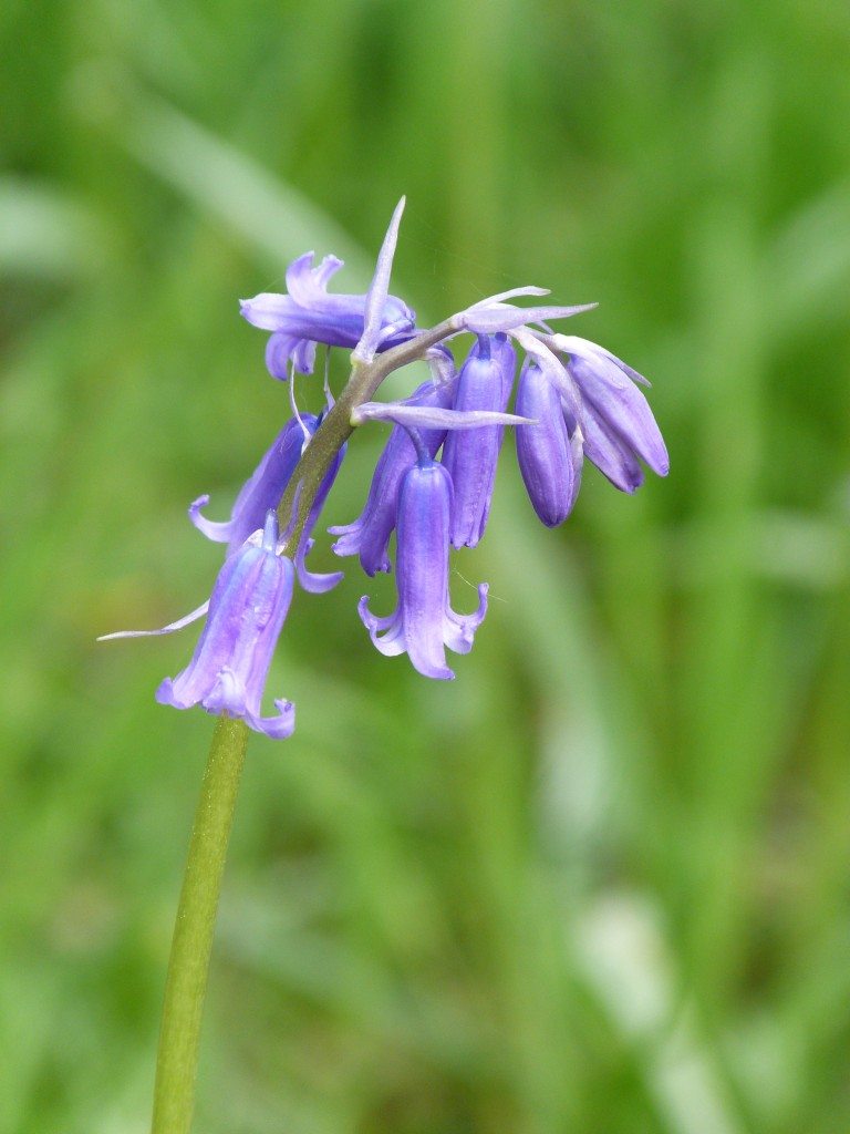 Bluebells