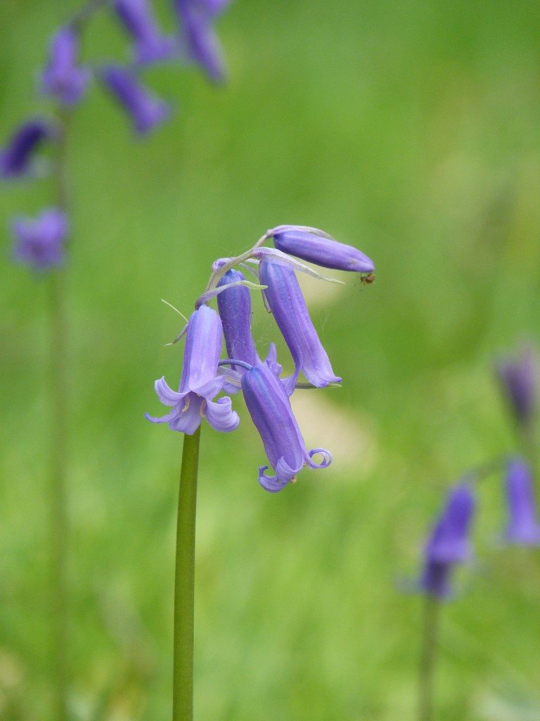 Bluebells