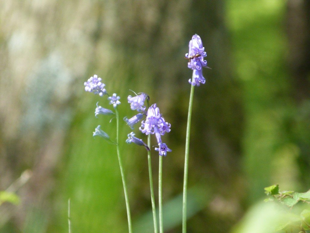 Bluebells