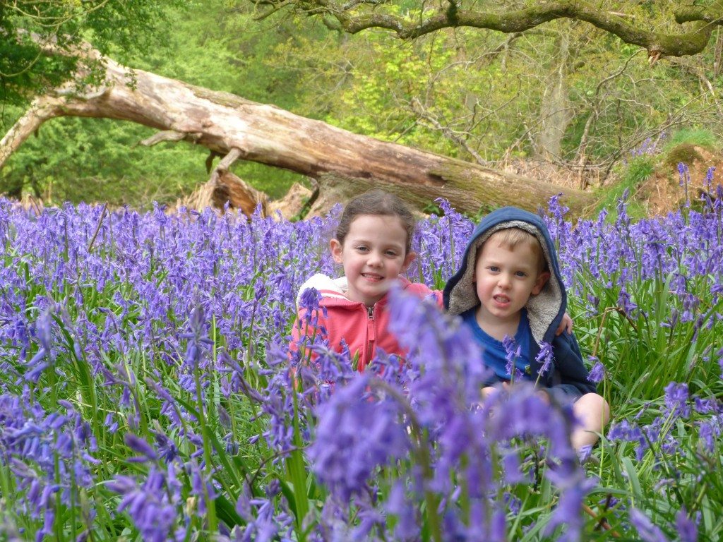 Bluebells