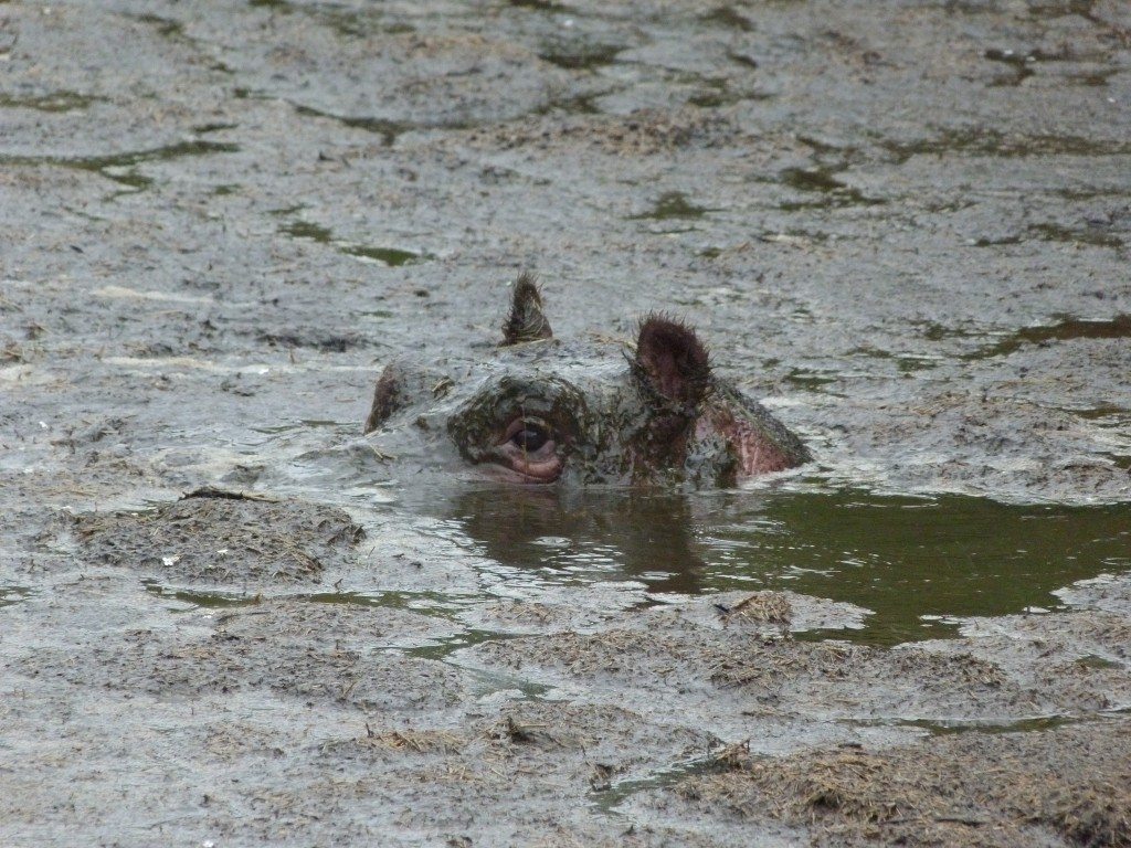 Whipsnade