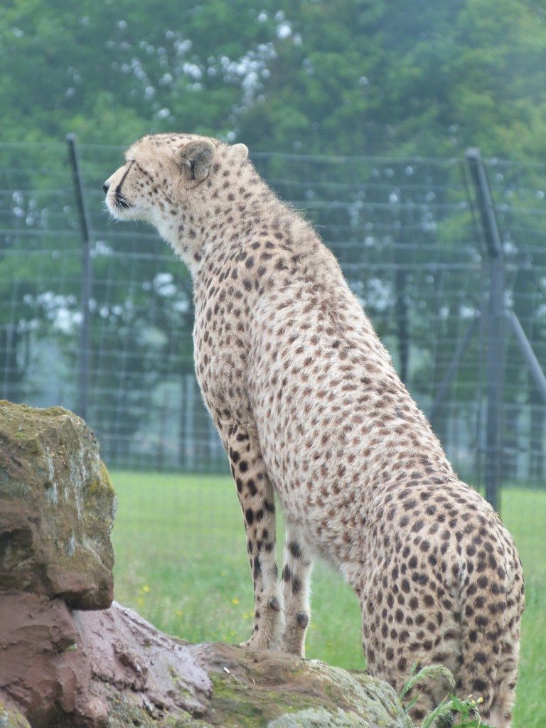 Whipsnade