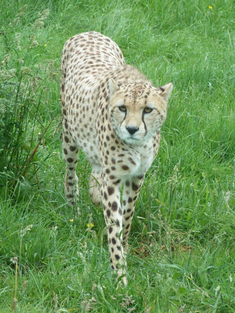 Whipsnade