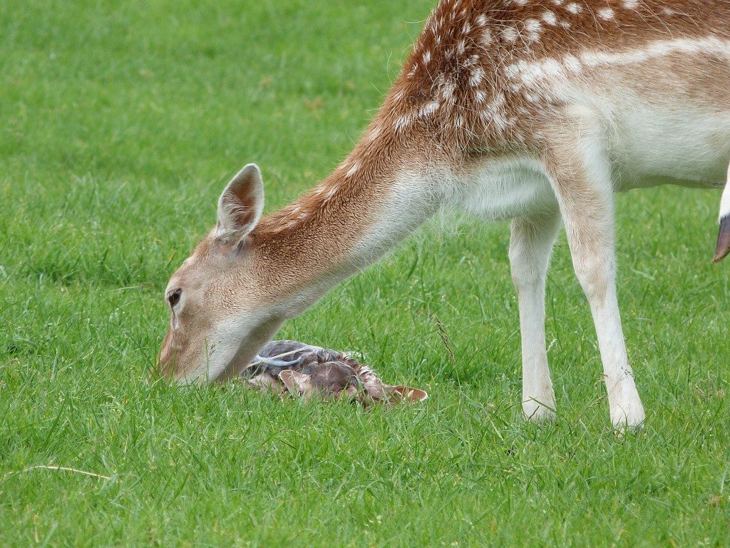 New baby just been born!