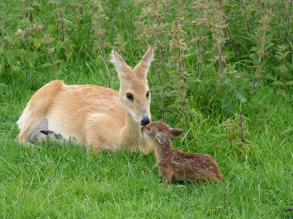 I've named this one Bambi!