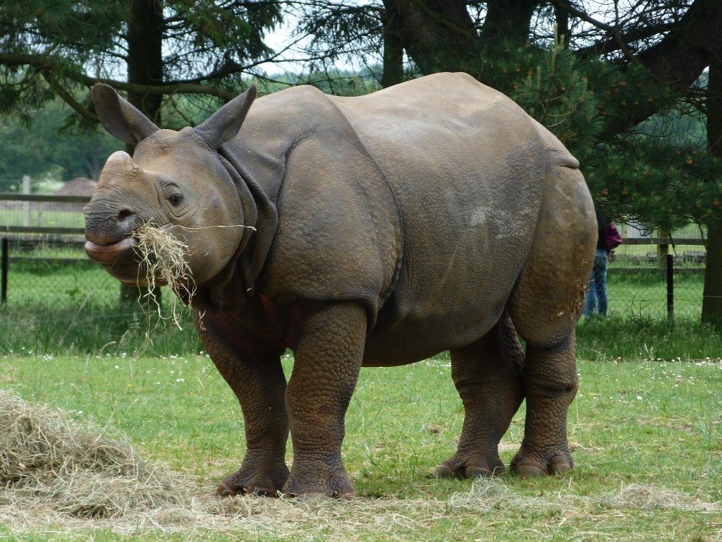 Whipsnade