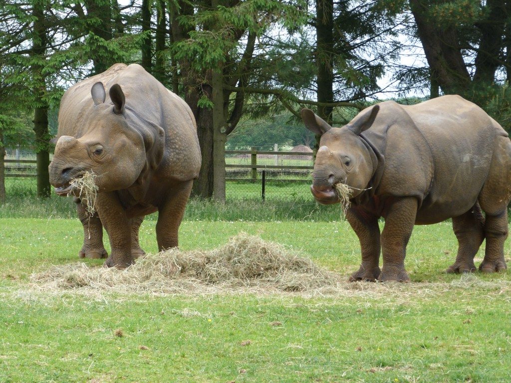 Whipsnade