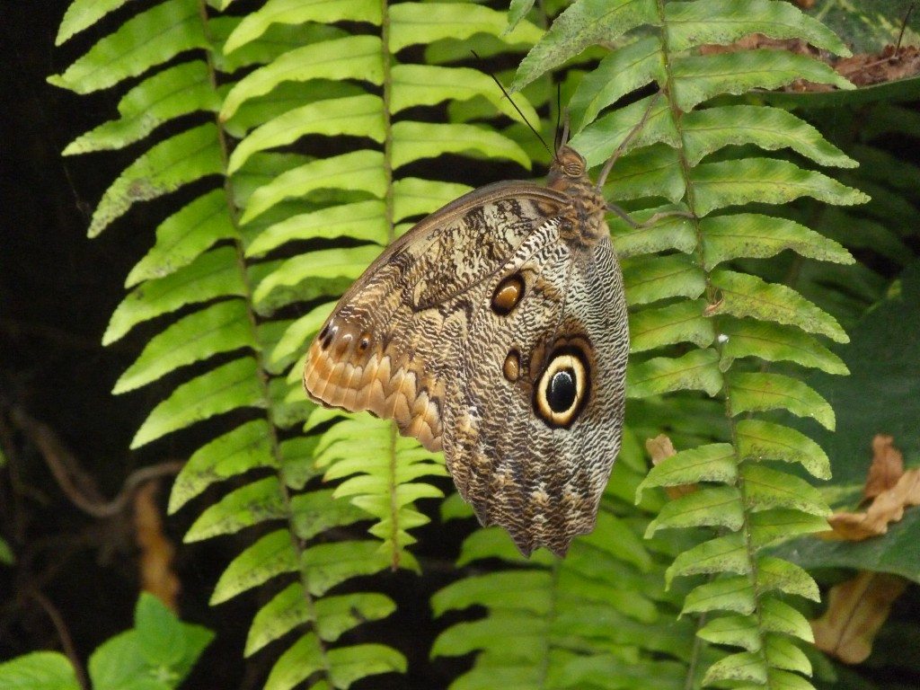 Whipsnade