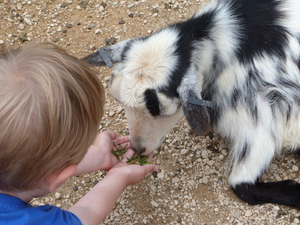 Whipsnade