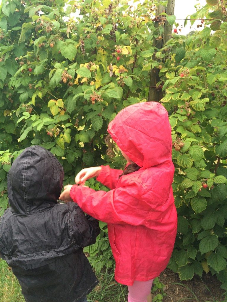 Farm - Fruit Picking