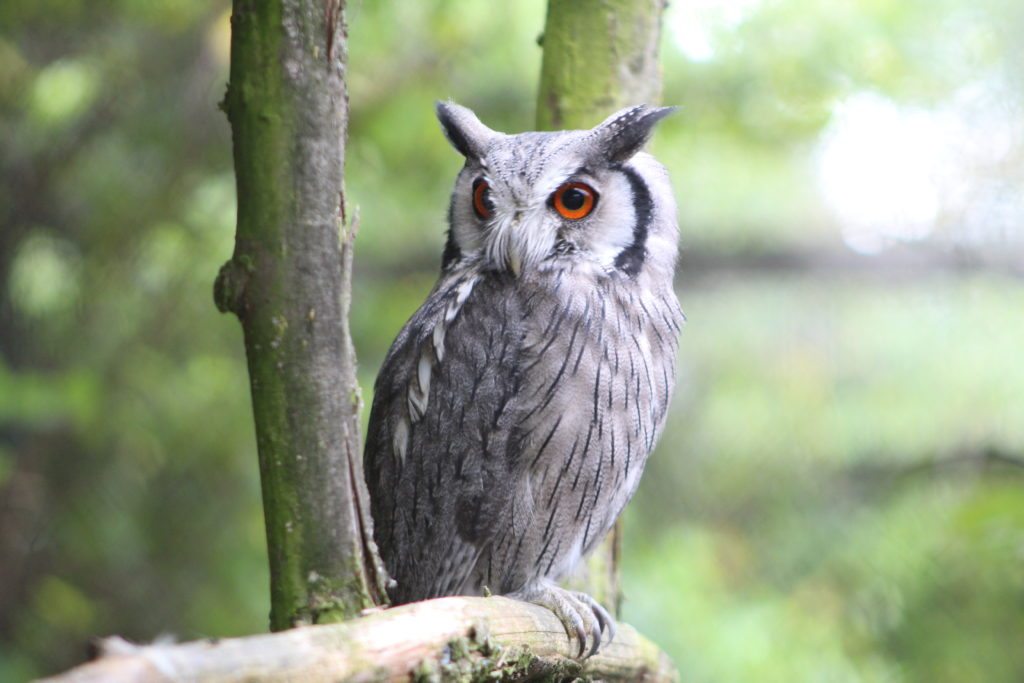 Hamerton Zoo Park