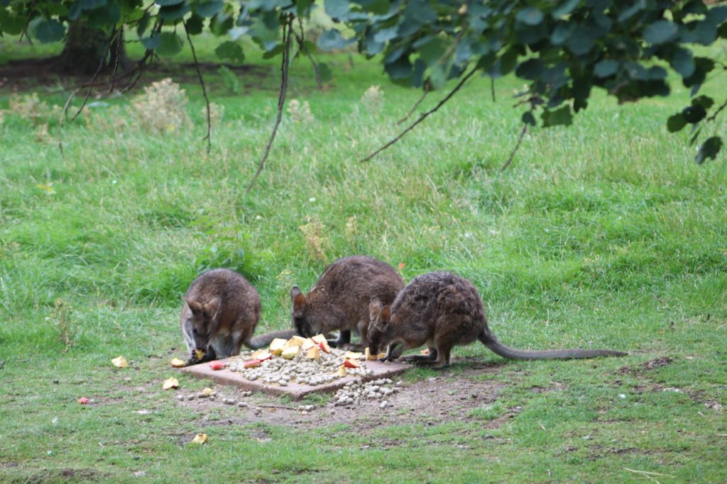 Hamerton Zoo Park