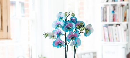 Win a Pink & Blue Wonder Orchid from Blossoming Gifts