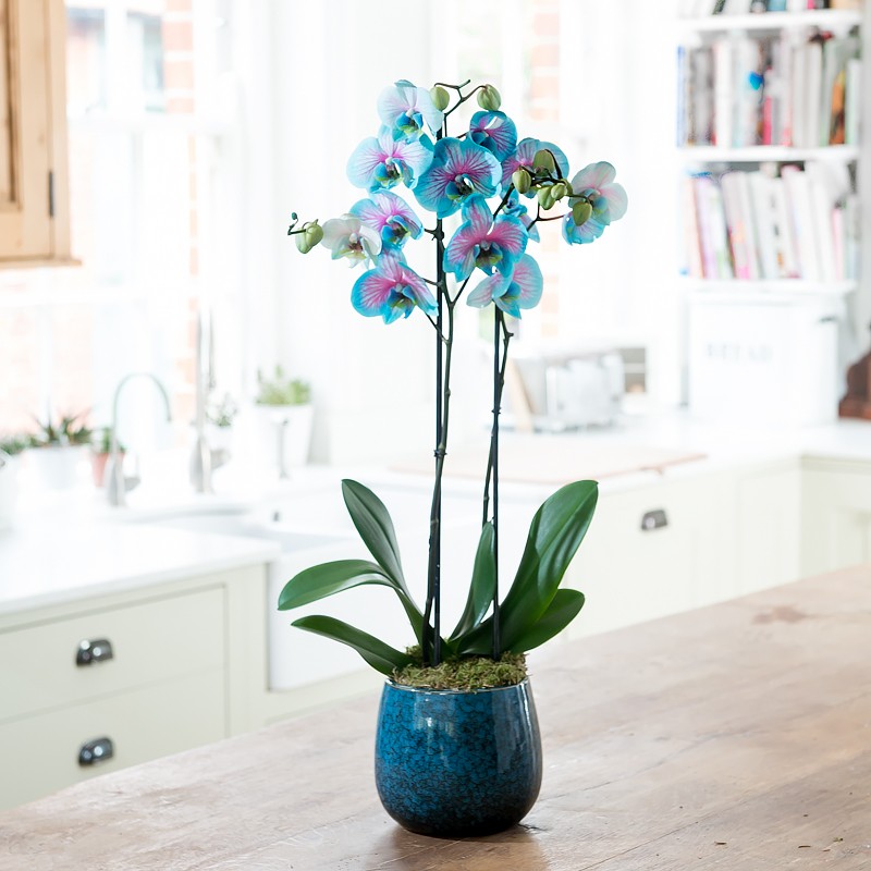 *Christmas prize draw* Pink & Blue Wonder Orchid from Blossoming Gifts
