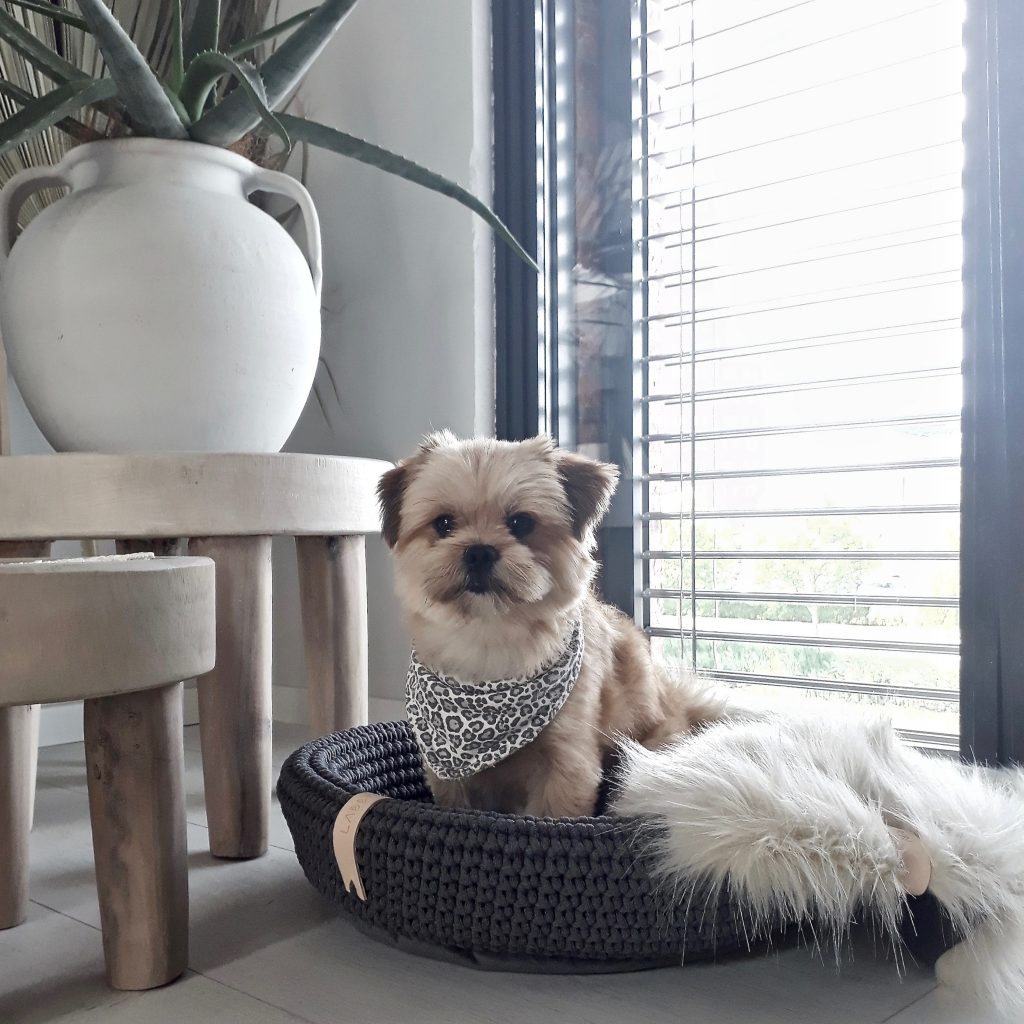 Our search for the most beautiful dog beds