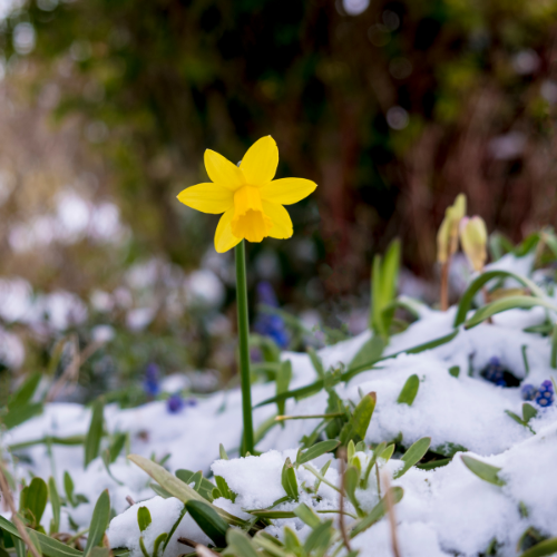 5 Ways to Get the Perfect Winter Garden