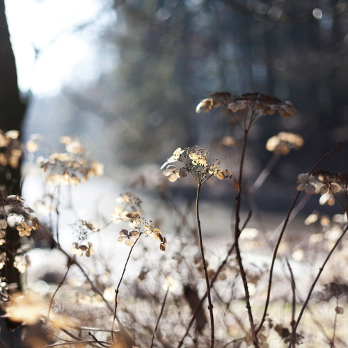 5 Ways to Get the Perfect Winter Garden