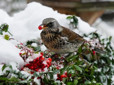 Landscaping Tips: How To Winter-Proof Your Garden
